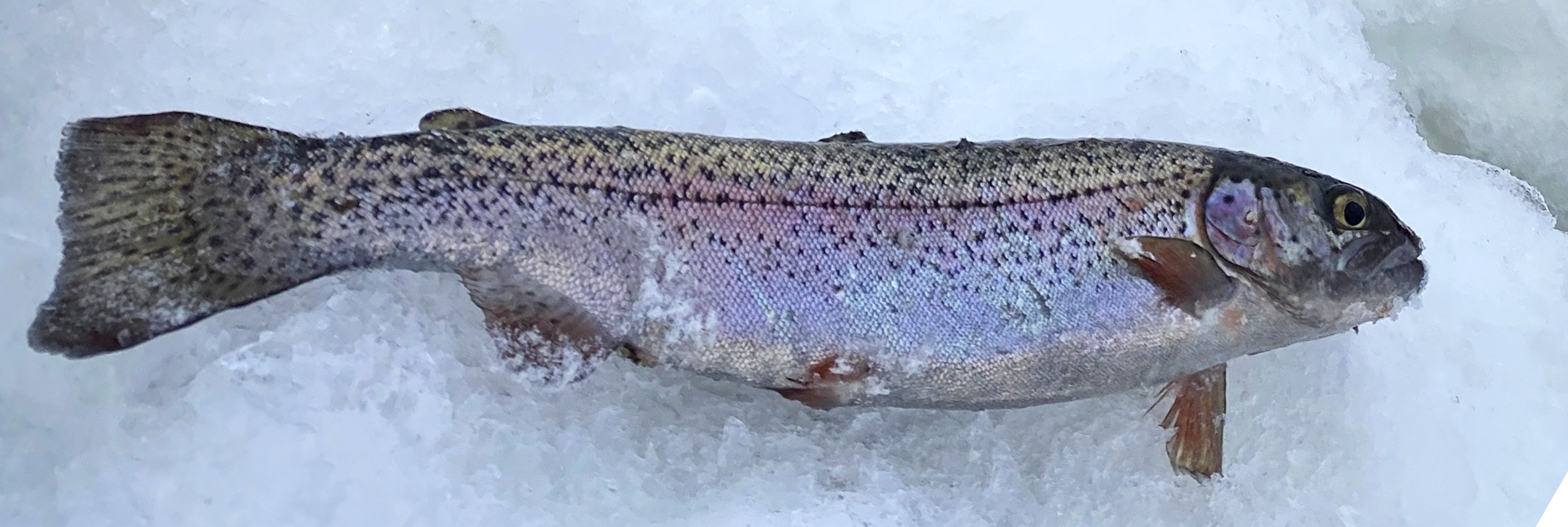 Rainbow trout ice fishing FWS.gov